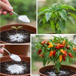 Natural Pest Control: Using Hot Red Pepper to Repel Aphids and Snails