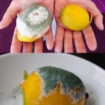 Don’t Throw Away Tuna Cans, They’re Worth Their Weight in Gold at Home: How to Reuse Them