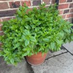 Health Benefits of Mixing Garlic, Cloves, and Honey: A Versatile Natural Remedy