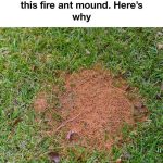 5 things you can do with basil flowers: Don’t throw them away