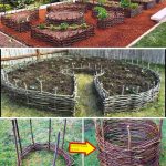 How to Grow Peppers at Home: The Secret to Having Abundant Production