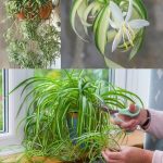 20 top veggies and fruits that thrive in 5 gallon buckets