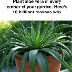 Indoor Bottle Herb Garden – From Recycled Milk Bottles