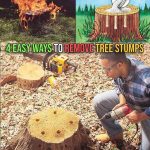 Essential beginning of the year Care for Fruit Trees in Your Garden