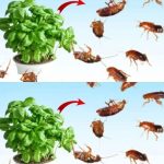 Natural Pest Control: Using Diatomaceous Earth and Cloves Against Bed Bugs and More