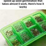 Natural Pest Control: Using Diatomaceous Earth and Cloves Against Bed Bugs and More