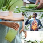 Nasturtiums: The Stunning and Functional Backyard Plant Every Garden Needs