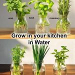 10 Best Companion Herbs To Grow In Your Garden