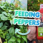 The Secret of Cabbage Leaves: A Natural Remedy for Joint Comfort