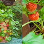 Discover the Surprising Benefits of Putting a Bay Leaf in Your Socks