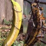 The Secret of Cabbage Leaves: A Natural Remedy for Joint Comfort