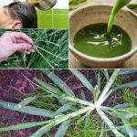 The most powerful fertilizer for onions, tomatoes and peppers. 200% higher yield