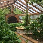 Honeycrisp Apple Broccoli Salad