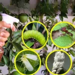 Nasturtiums: The Stunning and Functional Backyard Plant Every Garden Needs