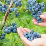 What Happens to Your Body if You Eat Purslane Every Day