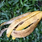 How to plant lemon in a pot – perfume and decorate your home