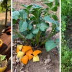 Cloves mix Garlic, Honey and you will thank me