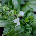 2 cups of club soda over this fire ant mound. Here’s why