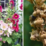 A Natural Fertilizer That Makes Tomatoes Grow 10 Times Faster