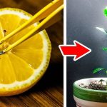 Hydrogen peroxide is a gardener’s all-purpose remedy. Here’s why..