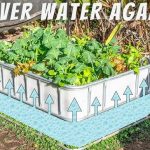 How to Make Your Spider Plant Bloom Quickly and Perfume Your Whole House