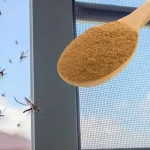 Stumble upon this plant and you’ve struck gold. Most folks walk right past it without a clue