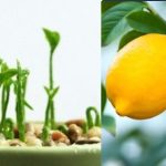 The Versatile Mint: Health Benefits, Uses, and How to Incorporate It into Your Daily Routine