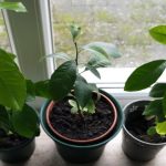 Kills Sore Throat and Inflammation – Cloves: Nature’s Antibiotic