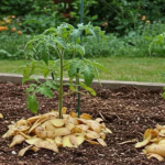 Magic Clove: Get Rid of Cockroaches in 5 Minutes – Natural Home Remedy