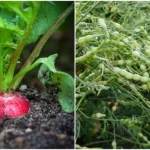 Cheap And Brilliant Garden Projects Using Twigs