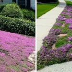 Oatmeal and Apple Breakfast Recipe