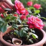 How to Grow Carrots in Containers: Begin with Just One Simple Step!