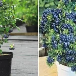 Don’t Throw Away Banana Peels! Do This Instead