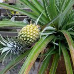 Tips for choosing ripe watermelons with red flesh, sweet, and paper-thin flesh