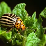 Fluffy Egg Cups | Best Breakfast Egg Muffins Recipe