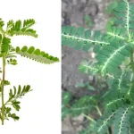 Here are 7+ things that you should know before planting rosemary