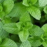 How To Plant A Lemon In A Cup: Make Your Home Smell Fresh And Boost Your Mood