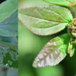 How and Why to Grow Cucumbers in a Herringbone Pattern