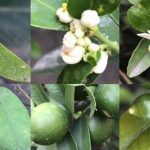 10 Clever Ways to Reuse Lemon Seeds at Home