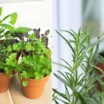 Baking Soda: the True Enemy of the Pharmaceutical Industry