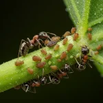 DIY Souffle Pancakes