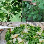 Natural Fertilizer That Makes All Plants Grow: You Can Find It Directly in the Kitchen