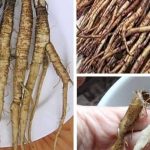 Turmeric Tea Benefits for Immunity & How to Make “Liquid Gold”