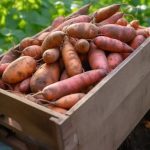 Easy Veggies to Grow in Buckets This April! These Grow Beautifully in 5-Gallon Buckets