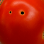 Urgent warning issued to anyone with blackbirds in their garden