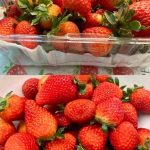 How to Plant Mint in a Cup for Decorating and Fragrancing Your Home