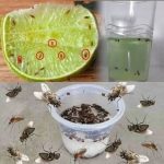 Chicken and Green Onion Patties: A Flavorful, Easy-to-Make Dish