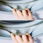 Growing Herbs in Water: A Simple and Space-Saving Method for Fresh Greens