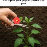 Making homemade cheese