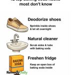 How to Eliminate Fleas, Ants, and Cockroaches from Your Home Forever